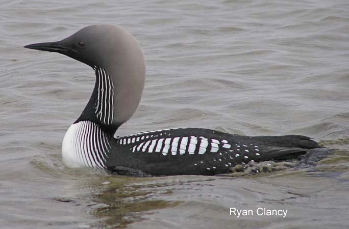 Photo (1): Pacific Loon