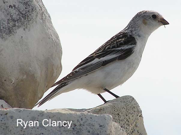 Image (4): Plectrophane des neiges
