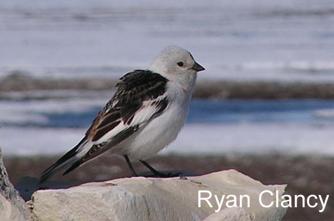 Image (2): Plectrophane des neiges