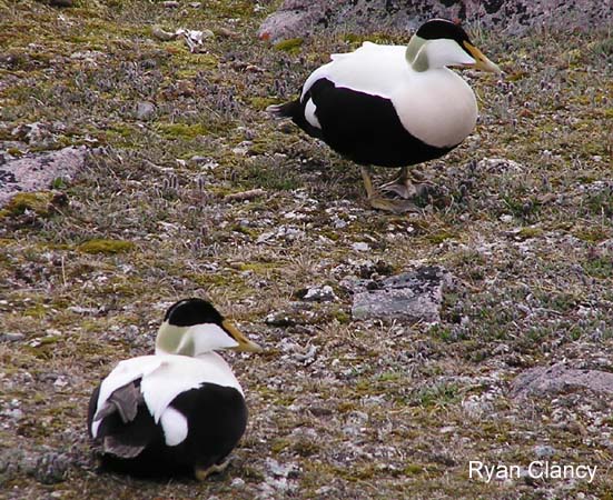 Photo (1): Common Eider