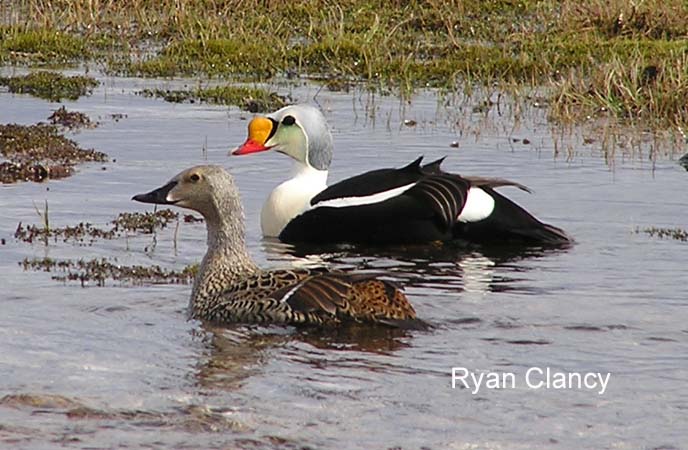 Photo (5): King Eider