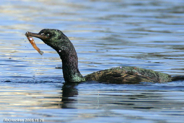 Photo (3): Pelagic Cormorant