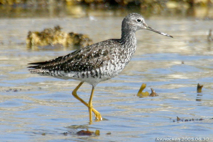 Photo (9): Greater Yellowlegs