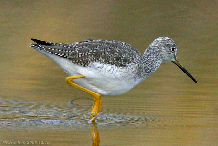 Photo (11): Greater Yellowlegs