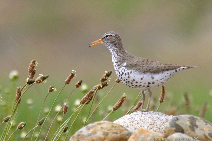 Photo (3): Spotted Sandpiper