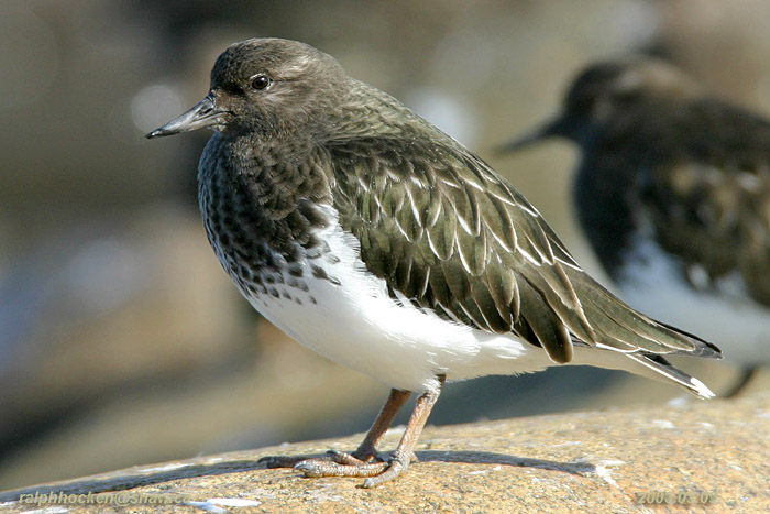 Photo (5): Black Turnstone