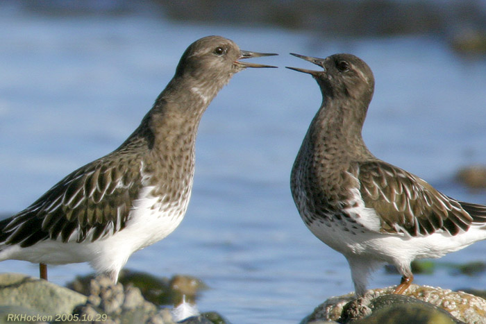 Photo (8): Black Turnstone