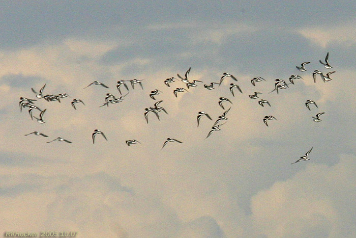 Photo (7): Black Turnstone
