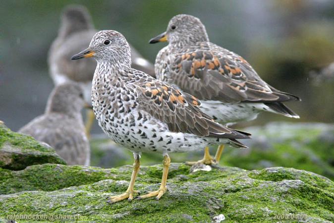 Photo (1): Surfbird