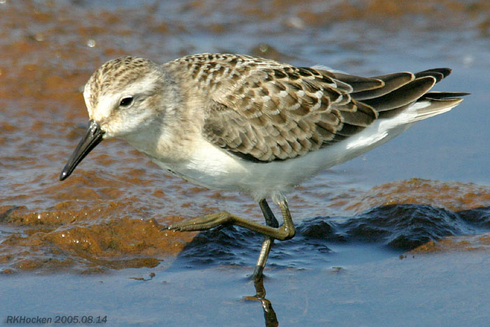 Photo (10): Semipalmated Sandpiper