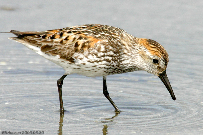 Photo (1): Western Sandpiper