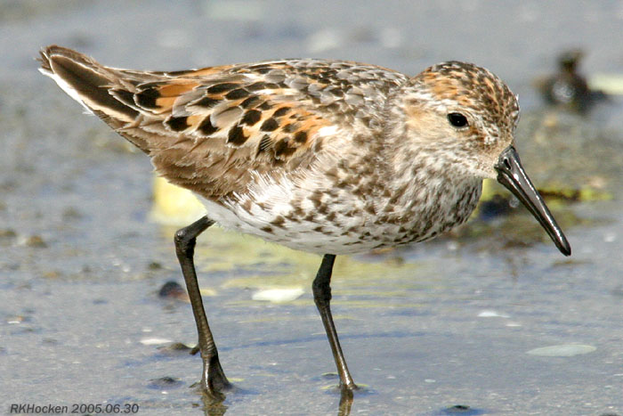 Photo (2): Western Sandpiper