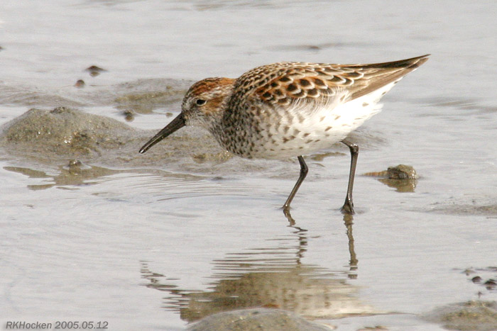 Photo (3): Western Sandpiper