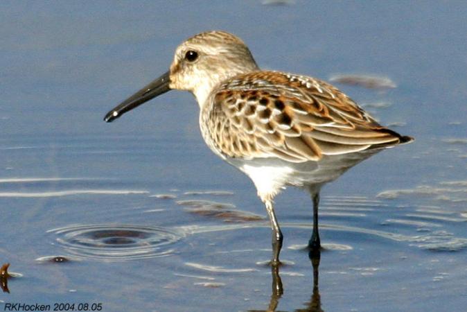 Photo (4): Western Sandpiper