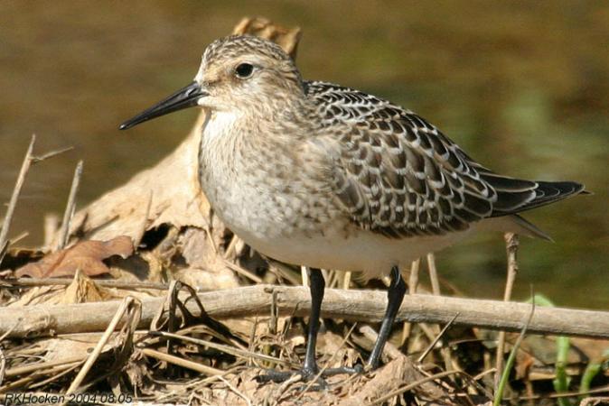 Photo (13): Baird's Sandpiper