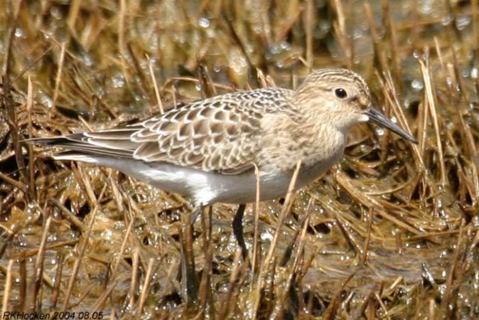 Photo (19): Baird's Sandpiper