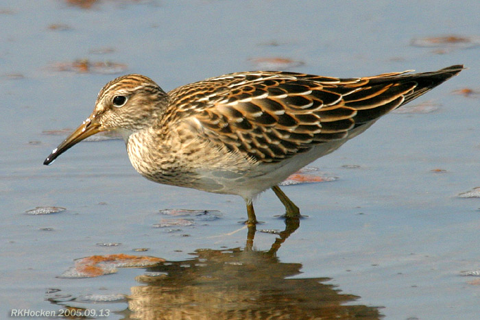 Photo (17): Pectoral Sandpiper