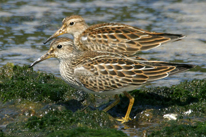 Photo (18): Pectoral Sandpiper