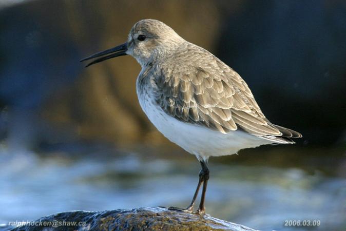 Photo (11): Dunlin