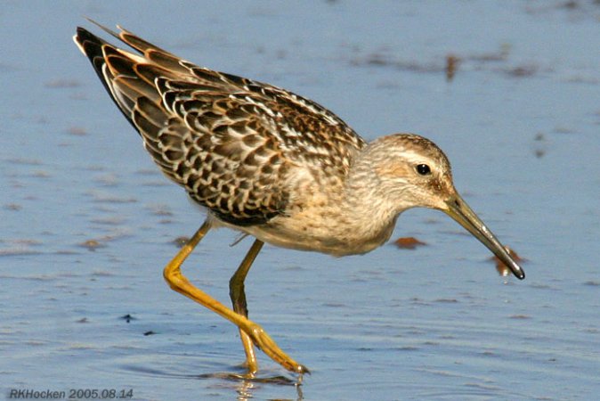 Photo (18): Stilt Sandpiper