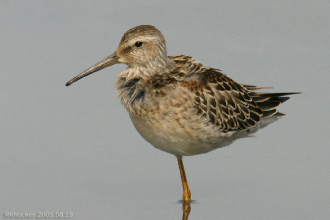 Photo (19): Stilt Sandpiper