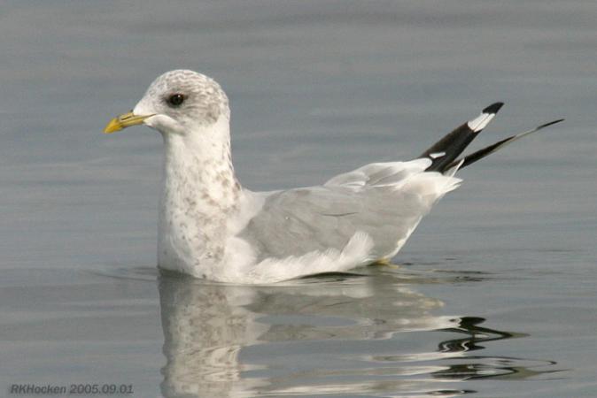 Photo (7): Mew Gull