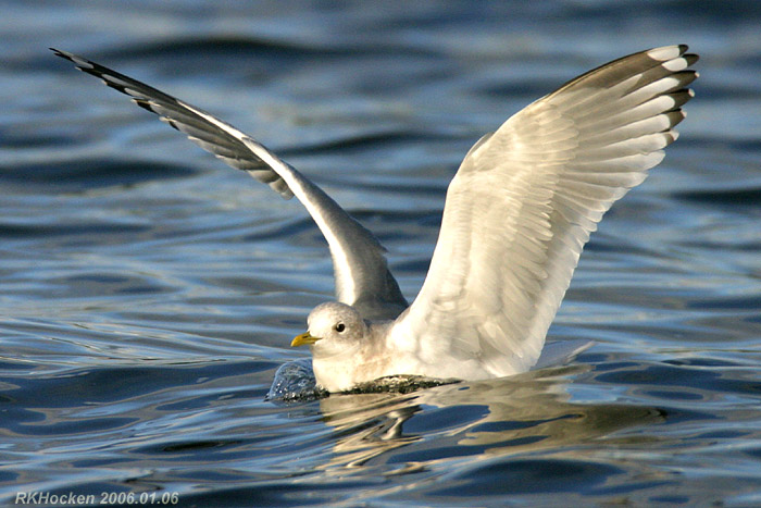Photo (9): Mew Gull