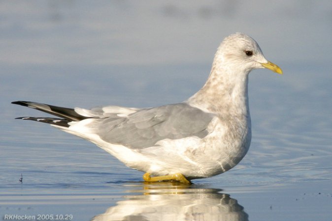 Photo (2): Mew Gull