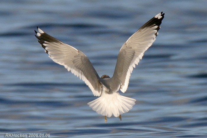 Photo (8): Mew Gull