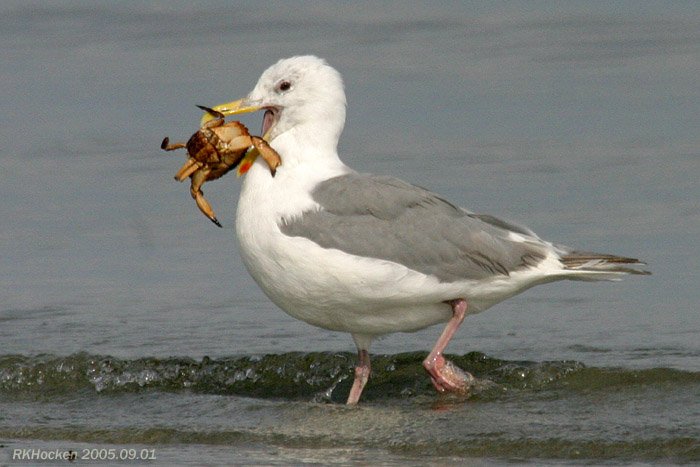 Photo (7): Glaucous-winged Gull