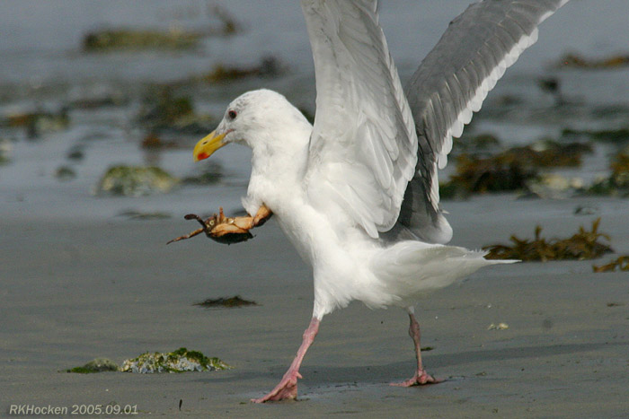Photo (10): Glaucous-winged Gull