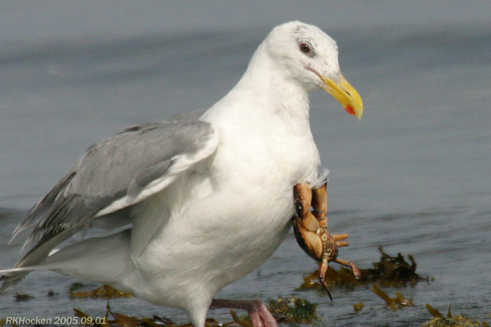 Photo (12): Glaucous-winged Gull
