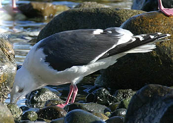 Photo (1): Slaty-backed Gull