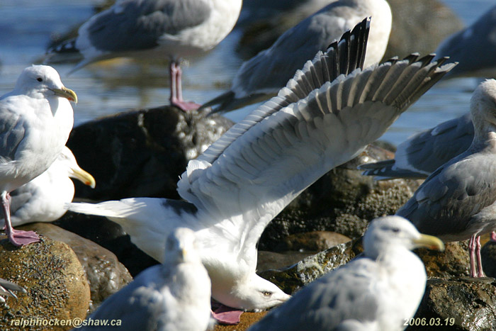 Photo (2): Slaty-backed Gull