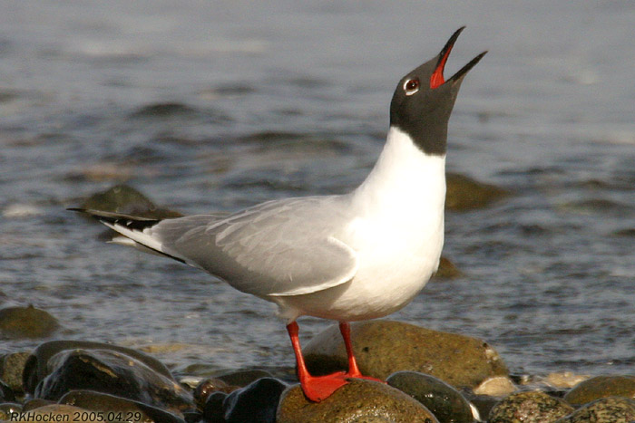 Photo (2): Bonaparte's Gull