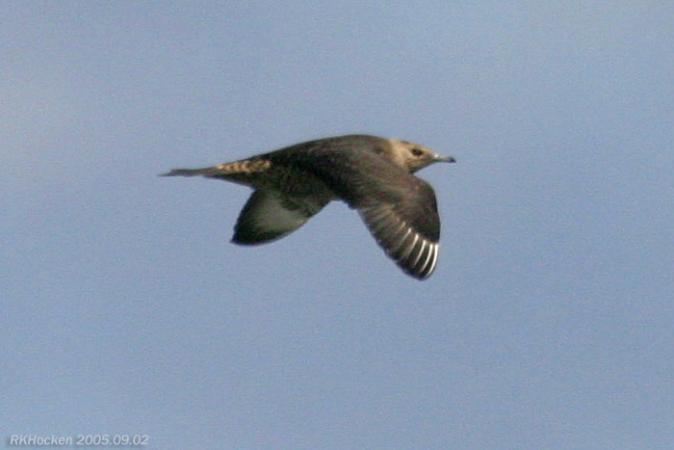 Photo (19): Parasitic Jaeger