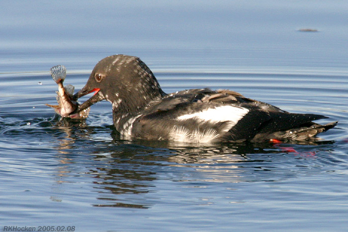 Photo (5): Pigeon Guillemot