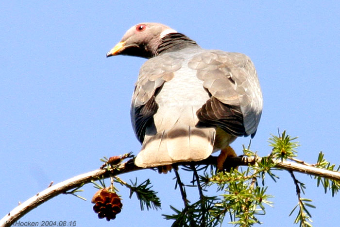 Photo (14): Band-tailed Pigeon