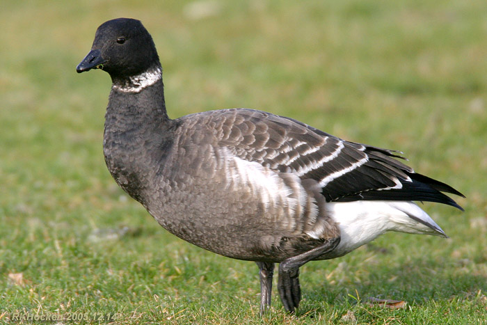 Photo (1): Brant