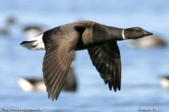 Photo (2): Brant