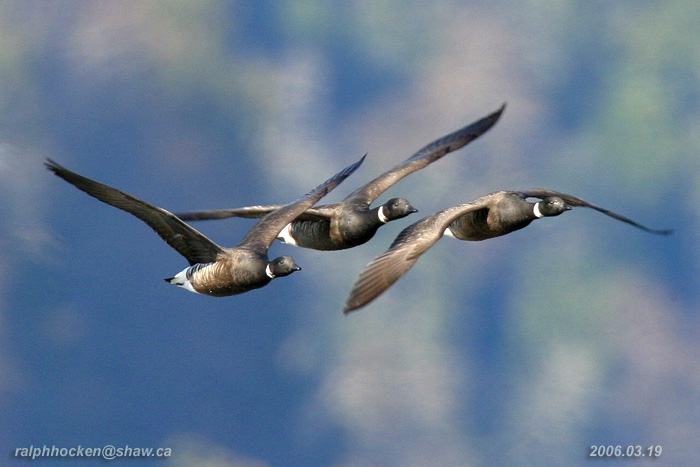 Photo (3): Brant
