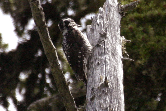 Photo (5): American Three-toed Woodpecker