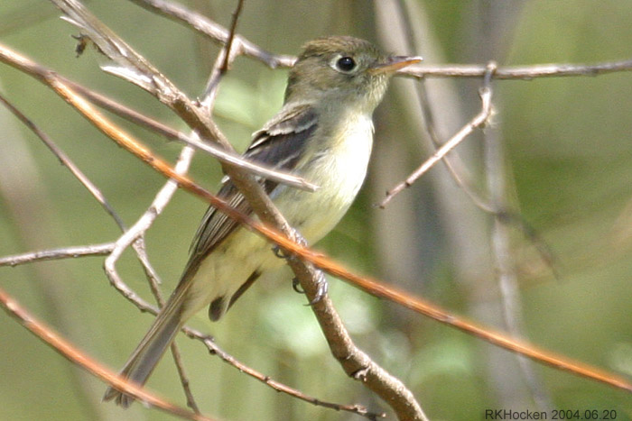 Photo (7): Pacific-slope Flycatcher