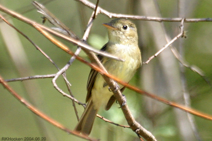 Photo (8): Pacific-slope Flycatcher
