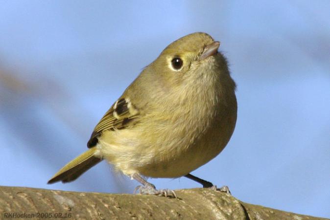 Photo (4): Hutton's Vireo