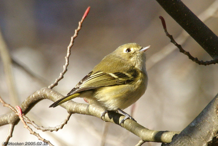 Photo (5): Hutton's Vireo