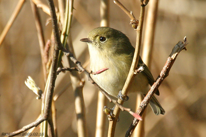 Photo (7): Hutton's Vireo