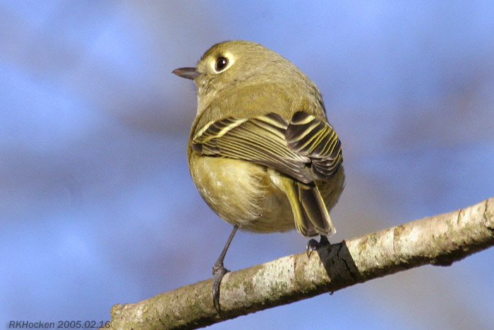 Photo (11): Hutton's Vireo