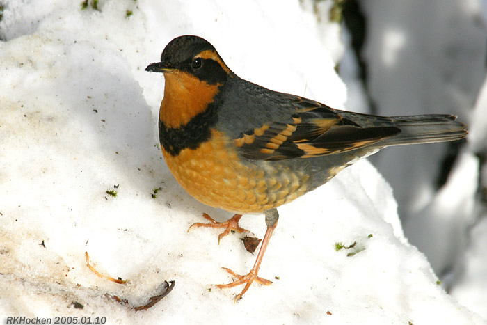 Photo (1): Varied Thrush
