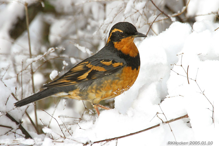 Photo (2): Varied Thrush